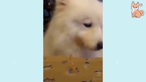 Funny Dog videos - will make you smile 2