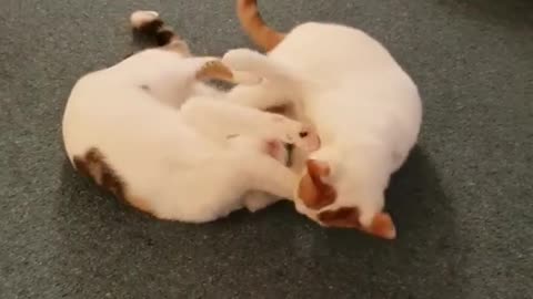 Cat funny Fight
