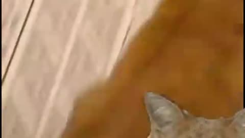 funny cat viral video 2021#cat #pet