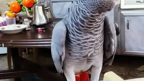 The best and most wonderful parrot in the world😍❤