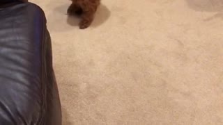 Mini Poodle Chasing Her Tail