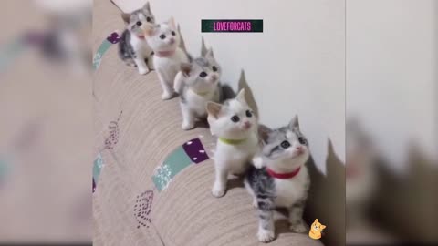 this bunch of cat is so cute and their sync is so perfect😍