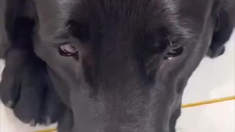 Super dog funny video
