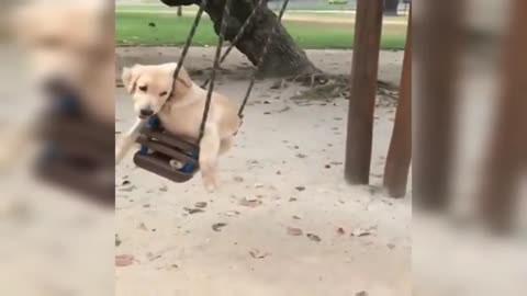 Look how cute this dog on the swing