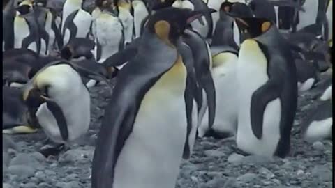 How King Penguins Mate!