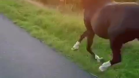 A race between dog and horse