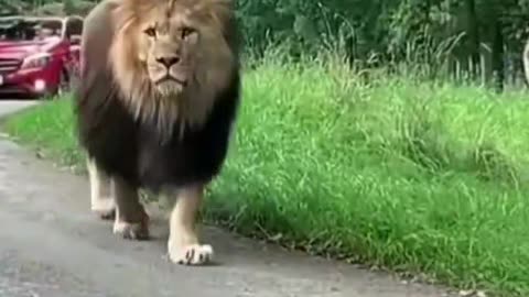 Lion is very good animals