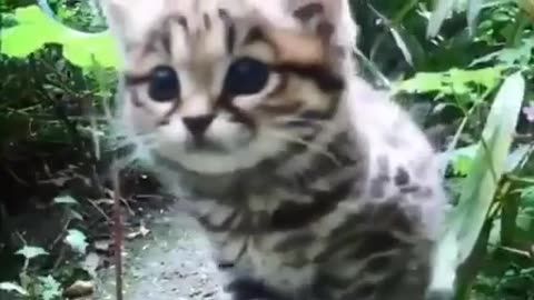 The Black footed cat 😍