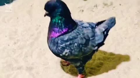 10 Most Beautiful Fancy Pigeons Collection | Indian Pigeons | World Unique Amazing Pigeon Farm