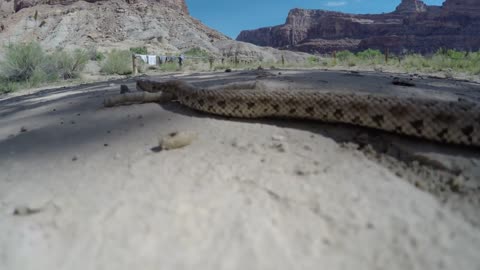 A Great Basin Rattlesnake moving across a vast desert in Utah