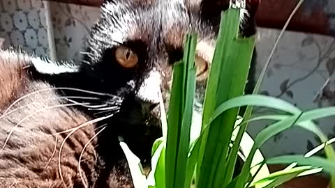 Black cat eating grass in the sun