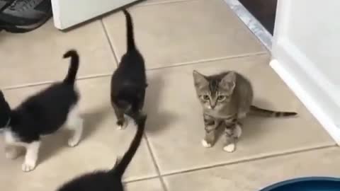 8 cats play together, they are all newborns from the same mother