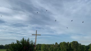 Swallows at Holy Family Mission