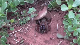 Trapdoor Spider Feasts On Feisty Friends