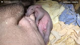 Raro Porco-formigueiro nasce nos Estados Unidos