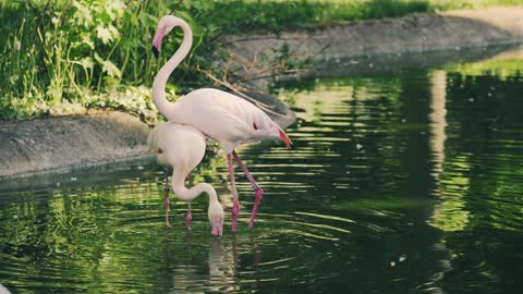 Flamingo dance with romance