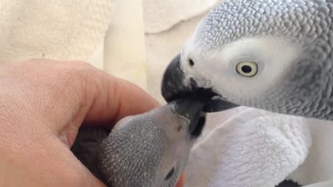 Feeding baby african grey