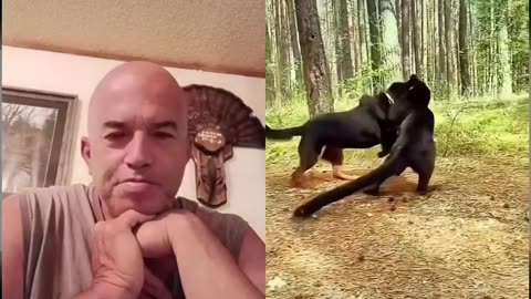 Panther vs dog