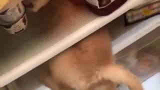 Cachorro le escapa al calor del verano metiéndose en el refrigerador