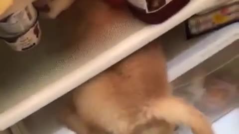 Cachorro le escapa al calor del verano metiéndose en el refrigerador