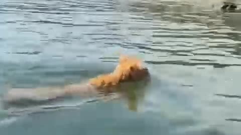 kitten swimming