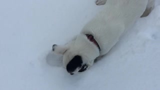 Shaye dog the snow dog