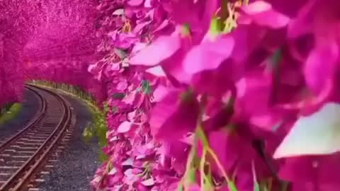 Flower tunnel in taiwan