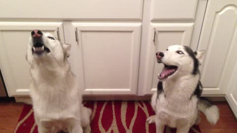 Out of tune huskies hilariously sing happy birthday song
