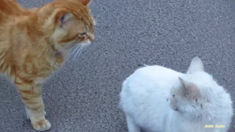 Group cats mating on the streets 🥶