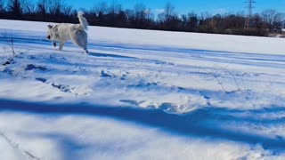 Dog on Snow