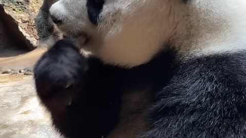 Super cute giant panda