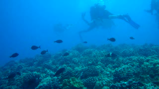 Sullivan's Reef Oahu, HI