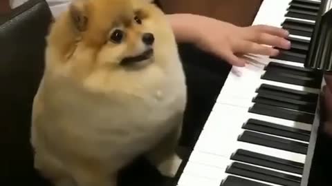 Play the piano with the dog