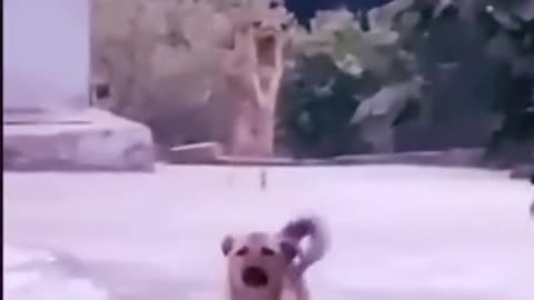 Puppy 🐶 Dancing