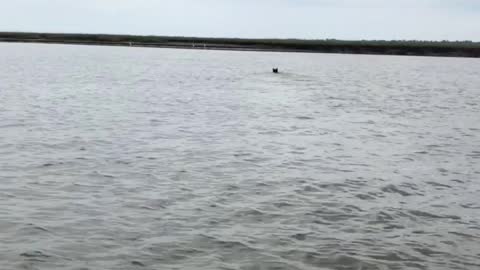 Bear Swimming in Florida