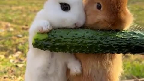 Three little bunnies eating cucumbers.
