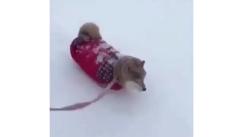 Short dog walking in the snow