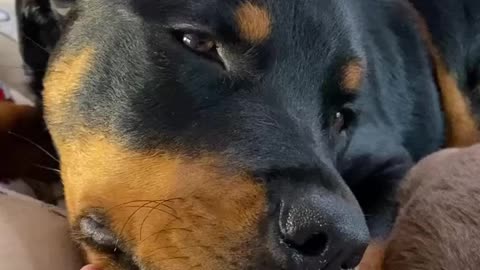 Rottweiler puppy can only fall asleep sucking her owner's thumb