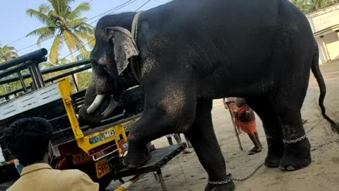 Captive Elephant Vehicle Travel