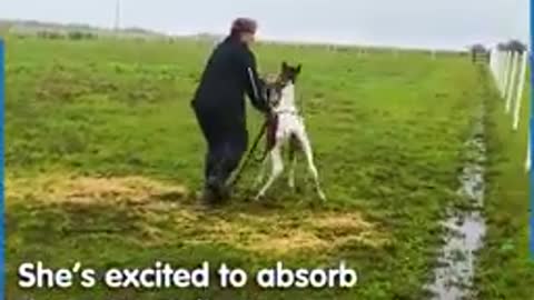 THE FOAL MEETS HER MOMMA