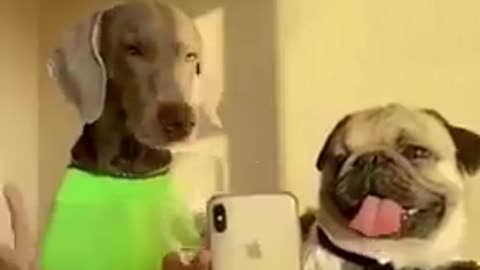 Funny and Cute DOG Videos Compilation,🐕🐕_#shorts