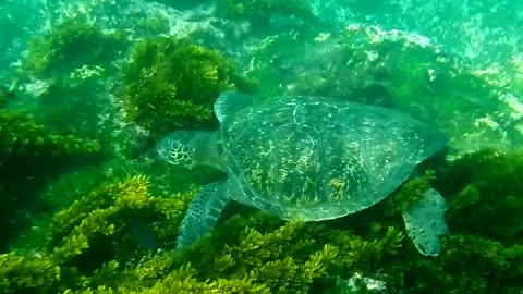 Ecuador: Green Turtle, Galapagos