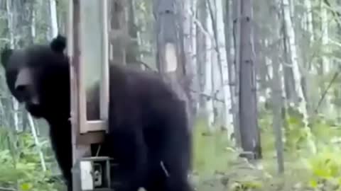 Funny reaction of a bear who saw himself in the mirror