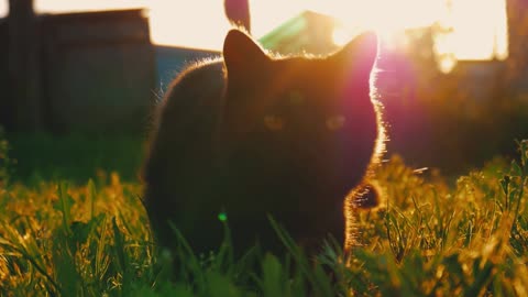 Cat sitting in the garden on the grass at sunset