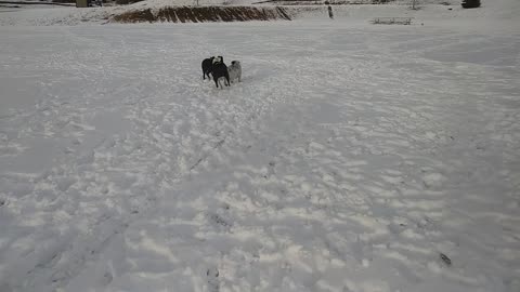More snow means more doggie fun!