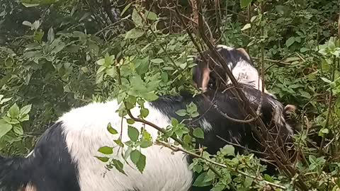 My goat and seep in jungle