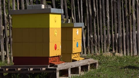 Two yellow bee hives in nature, bees fly in and out and around it - overall shot