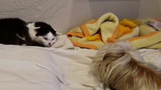 Cat Annoyed By Silly Dog's Dance Move! Funny reaction.