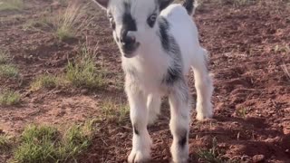 Baby Goat's First Bleats and Pasture Exploration! 🐐🎉