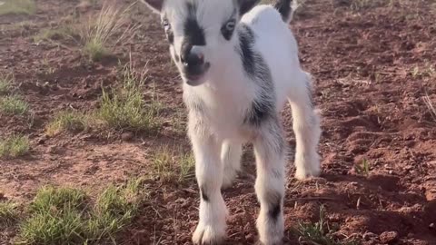 Baby Goat's First Bleats and Pasture Exploration! 🐐🎉